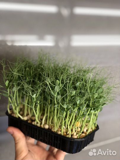 Семена микрозелени