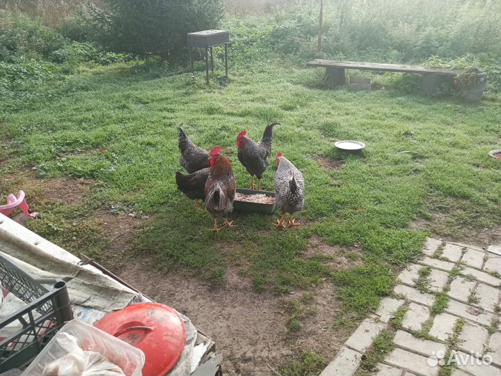 Молодые петушки