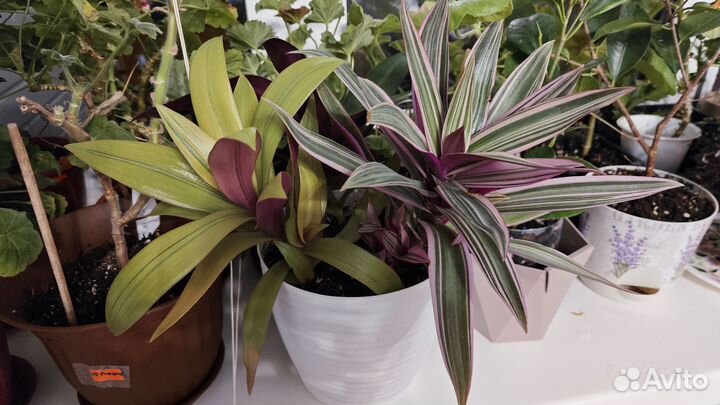 Традесканции