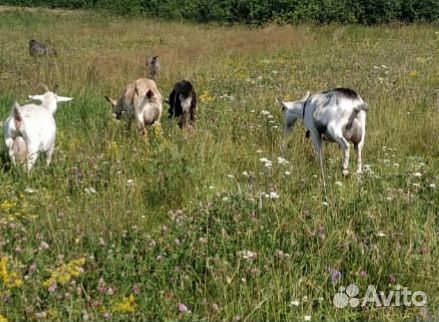 Коза дойная альпийская