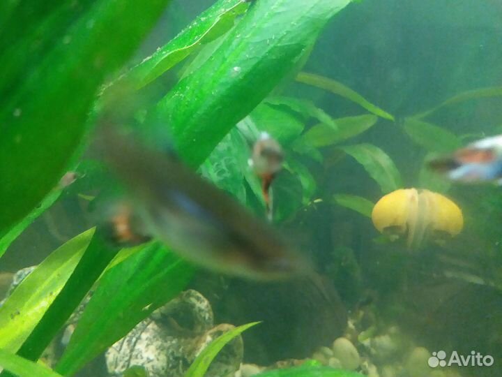 Аквариумные рыбки