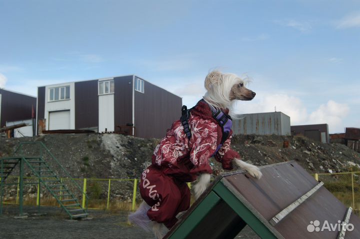 Выгул собак