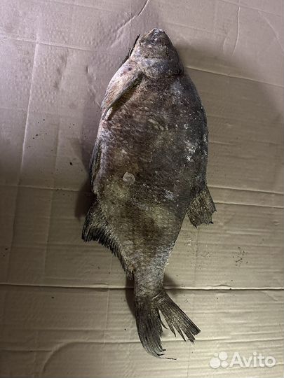 Речная рыба щука, судак, окунь, лещ