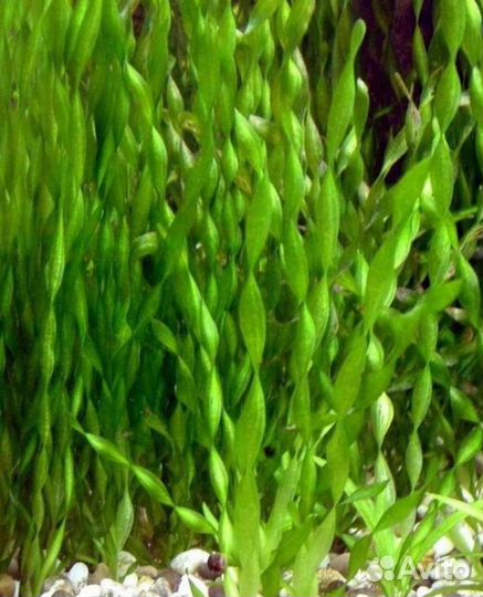 Валлиснерия спиральная,Гигрофила,Папоротник,Мох