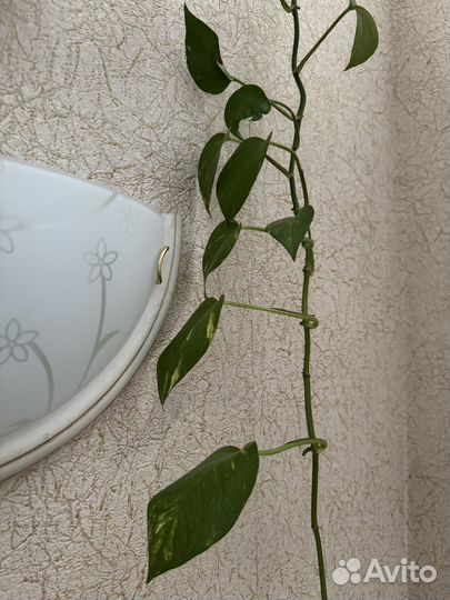 Сциндапсус