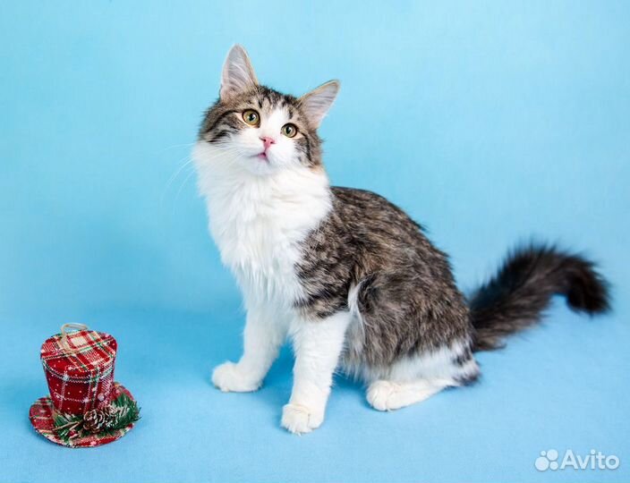 Очаровательные полосатики в добрые заботливые руки