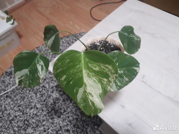 Продам цветы