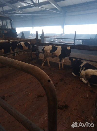 Продаются телочки и бычки