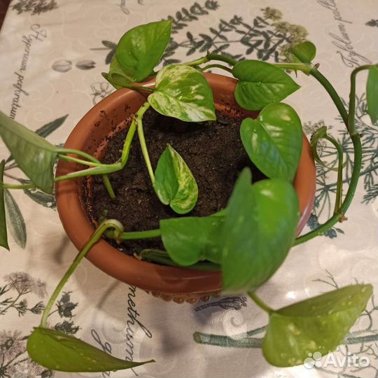 Эпипремнум