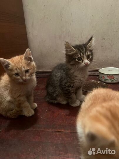 Котята