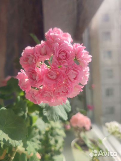 Пеларгония герань