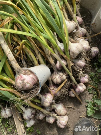 Чеснок семейный,Богатырь,Кавалер и др