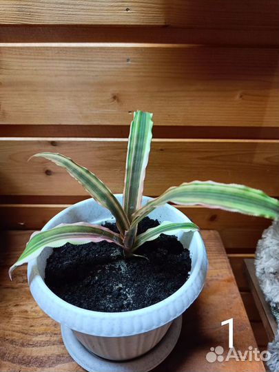 Криптантус двуполосатый