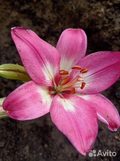 Многолетние цветы