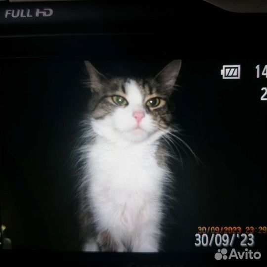 Кошечка Буся