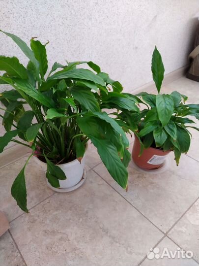 Комнатные растения цветы пеларгония антуриум