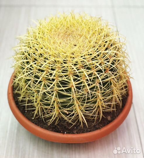 Эхинокактус Грузона (кактус) 25/25