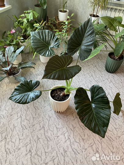 Алоказия регал шилдс