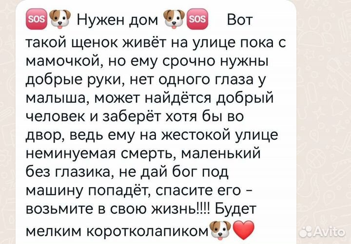 Щеночек в добрые руки