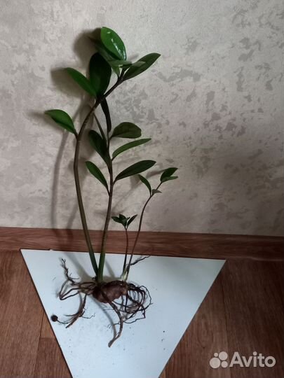 Замиокулькас