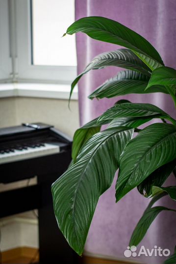 Комнатные цветы \ Спатифиллум \ Женское счастье