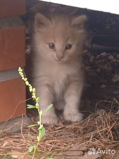 Котенок в добрые руки