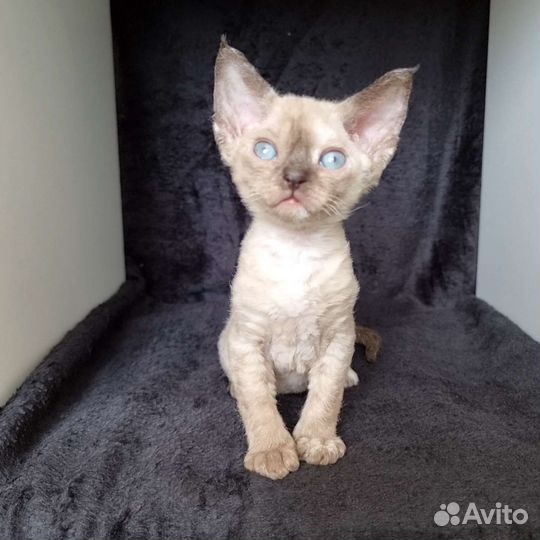 Котята девон-рекс