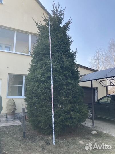 Ель крупномер корейская стриженная