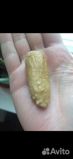 Клык зуб оберег