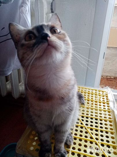 Кошка в дар