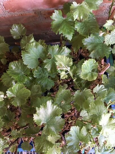 Саженцы винограда вегитирующего