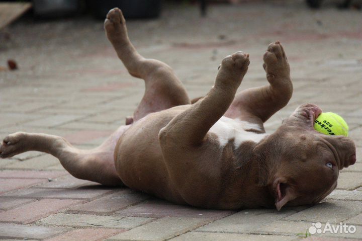 Супер девочка амбулля