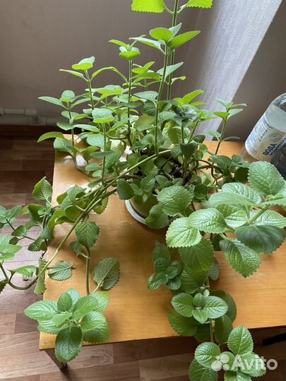 Кактус перечная мята хлорофитум и др