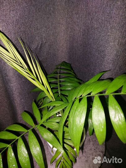 Хамедорея (Пальма Бамбуковая)