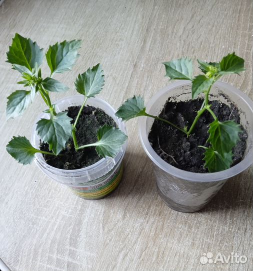 Цветы жених и невеста