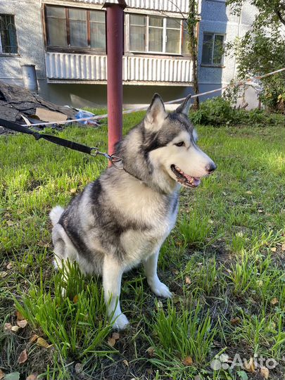 Сибирский хаски