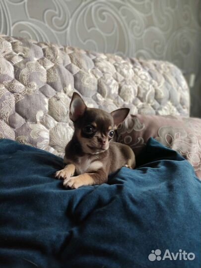 Щенки чихуахуа мини девочка