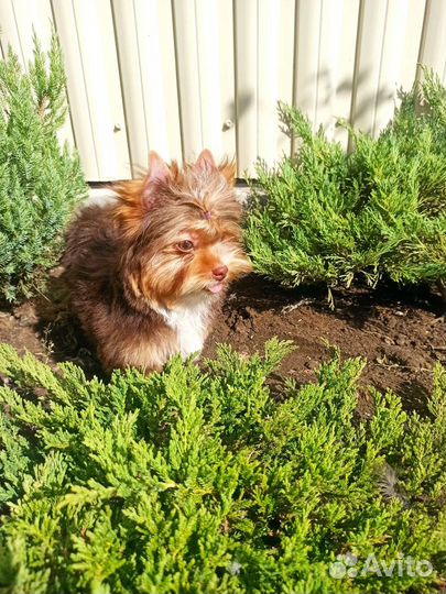 Мальчик шоколад с подпалом