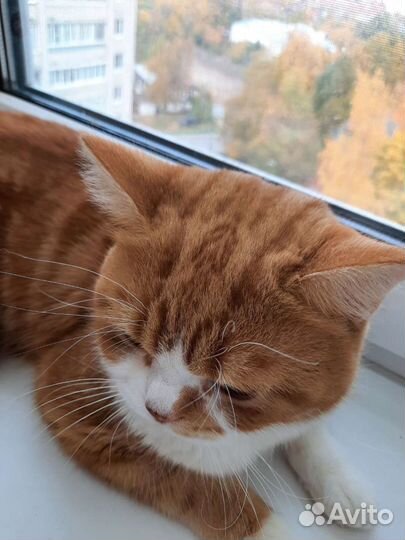 Шотландский кот на вязку