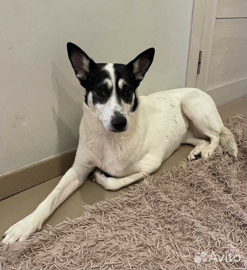 Собака инвалид в добрые руки бесплатно