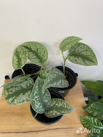 Эпипремнум бархатный 2 сорта