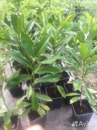 Магнолия грандифлора