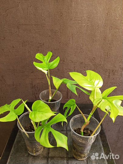 Монстера Минима укорененный черенок