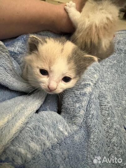Кошка в дар
