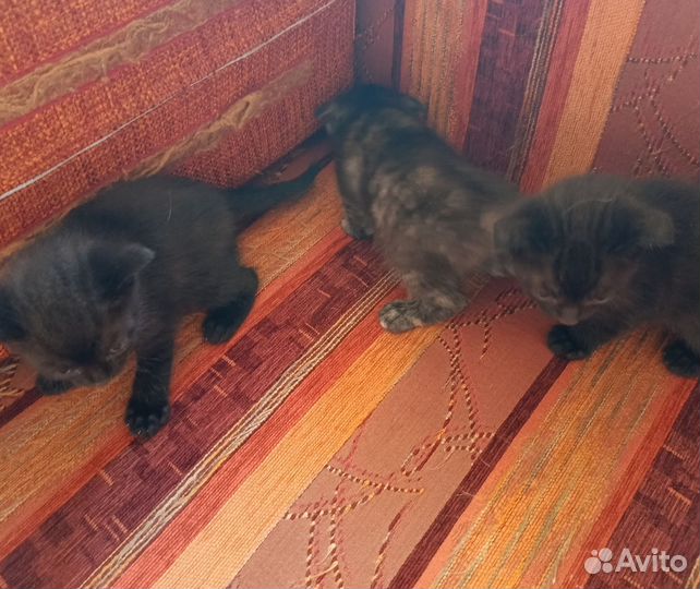 Вислоухие котята в добрые руки