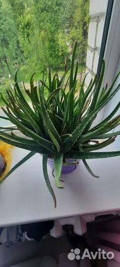 Алоэ вера лечебный