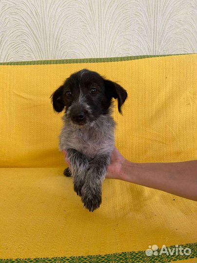 Тотошка щенок от маленькой собачки