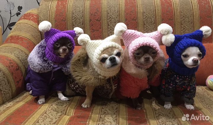 Шапки для собак и кошек