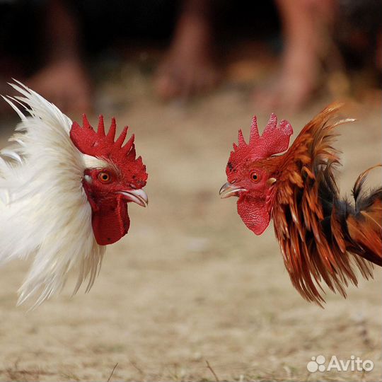 Петухи