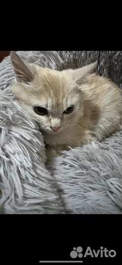 Котенок
